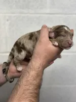 Darla, a female Aussiedoodle for sale in Eighty Four, PA – Photo 1 of 7