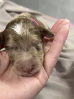 Darla, a female Aussiedoodle for sale in Eighty Four, PA – Photo 4 of 7