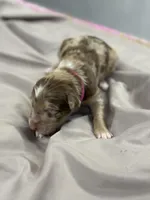 Darla, a female Aussiedoodle for sale in Eighty Four, PA – Photo 2 of 7