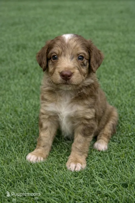 Darla – Aussiedoodle puppy for sale in Eighty Four, PA