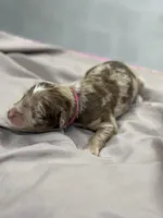 Darla, a female Aussiedoodle for sale in Eighty Four, PA – Photo 3 of 7