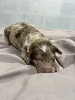 Darla, a female Aussiedoodle for sale in Eighty Four, PA – Photo 6 of 7