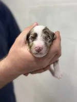 Carl, a male Aussiedoodle for sale in Eighty Four, PA – Photo 7 of 10