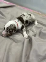 Carl, a male Aussiedoodle for sale in Eighty Four, PA – Photo 3 of 10