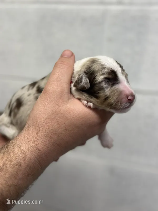 Carl – Aussiedoodle puppy for sale in Eighty Four, PA