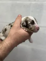 Carl, a male Aussiedoodle for sale in Eighty Four, PA – Photo 1 of 10