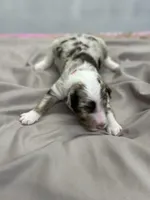 Carl, a male Aussiedoodle for sale in Eighty Four, PA – Photo 6 of 10