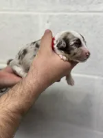 Carl, a male Aussiedoodle for sale in Eighty Four, PA – Photo 5 of 10