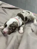 Carl, a male Aussiedoodle for sale in Eighty Four, PA – Photo 10 of 10