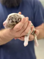 Carl, a male Aussiedoodle for sale in Eighty Four, PA – Photo 9 of 10