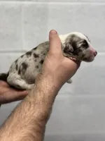 Carl, a male Aussiedoodle for sale in Eighty Four, PA – Photo 8 of 10