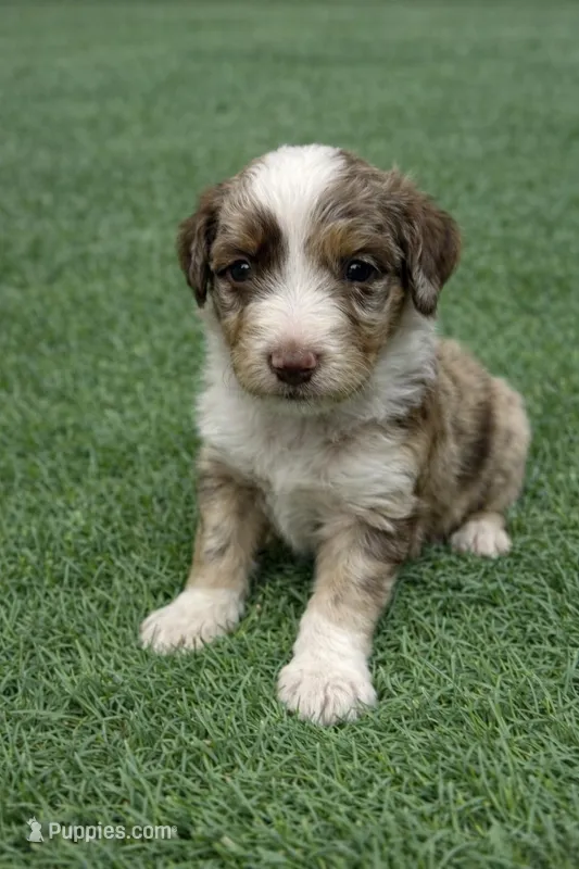 Carl – Aussiedoodle puppy for sale in Eighty Four, PA