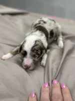 Carl, a male Aussiedoodle for sale in Eighty Four, PA – Photo 2 of 10