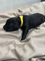 Bruce, a male Aussiedoodle for sale in Eighty Four, PA – Photo 9 of 10