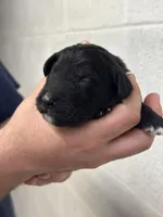 Bruce, a male Aussiedoodle for sale in Eighty Four, PA – Photo 4 of 10