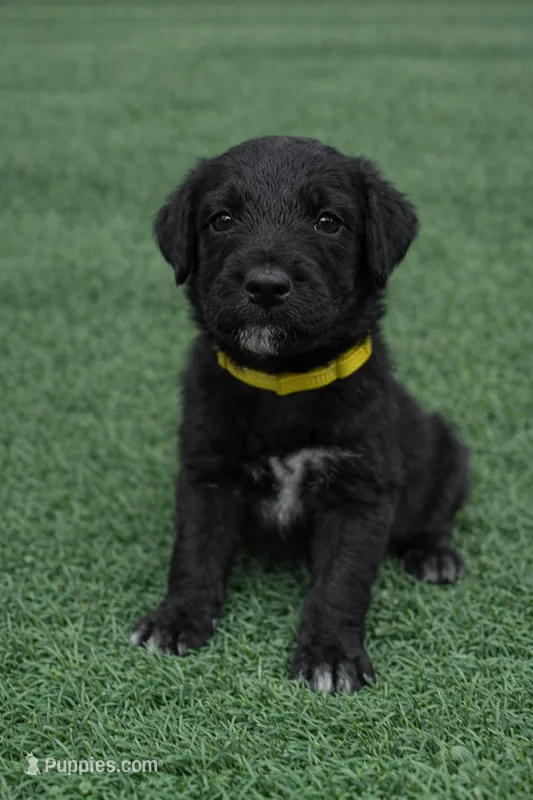 Bruce – Aussiedoodle puppy for sale in Eighty Four, PA