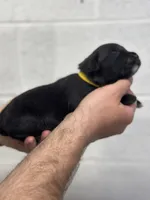 Bruce, a male Aussiedoodle for sale in Eighty Four, PA – Photo 2 of 10