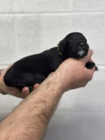 Bruce, a male Aussiedoodle for sale in Eighty Four, PA – Photo 3 of 10