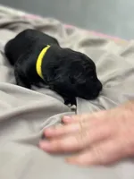 Bruce, a male Aussiedoodle for sale in Eighty Four, PA – Photo 6 of 10