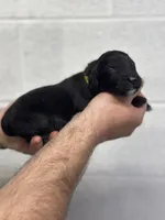 Bruce, a male Aussiedoodle for sale in Eighty Four, PA – Photo 1 of 10