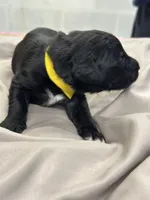 Bruce, a male Aussiedoodle for sale in Eighty Four, PA – Photo 10 of 10