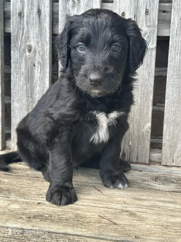 Bruce – Aussiedoodle puppy for sale in Eighty Four, PA