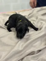 Bruce, a male Aussiedoodle for sale in Eighty Four, PA – Photo 8 of 10