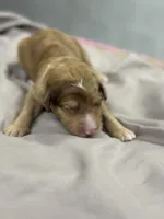 Peach, a female Aussiedoodle for sale in Eighty Four, PA – Photo 6 of 8