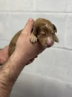 Peach, a female Aussiedoodle for sale in Eighty Four, PA – Photo 5 of 8