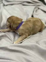 Peach, a female Aussiedoodle for sale in Eighty Four, PA – Photo 8 of 8