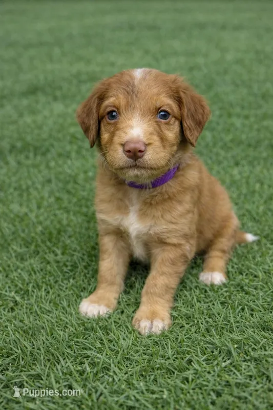 Peach – Aussiedoodle puppy for sale in Eighty Four, PA