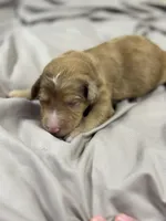 Peach, a female Aussiedoodle for sale in Eighty Four, PA – Photo 7 of 8