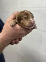 Peach, a female Aussiedoodle for sale in Eighty Four, PA – Photo 3 of 8