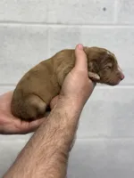 Peach, a female Aussiedoodle for sale in Eighty Four, PA – Photo 4 of 8