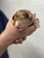 Peach, a female Aussiedoodle for sale in Eighty Four, PA – Photo 2 of 8