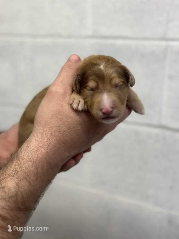 Peach – Aussiedoodle puppy for sale in Eighty Four, PA