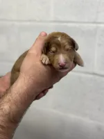 Peach, a female Aussiedoodle for sale in Eighty Four, PA – Photo 1 of 8