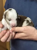 Darcy, a female Aussiedoodle for sale in Eighty Four, PA – Photo 9 of 9