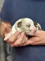 Darcy, a female Aussiedoodle for sale in Eighty Four, PA – Photo 3 of 9