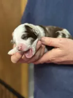 Darcy, a female Aussiedoodle for sale in Eighty Four, PA – Photo 4 of 9