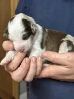 Darcy, a female Aussiedoodle for sale in Eighty Four, PA – Photo 7 of 9