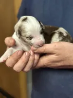 Darcy, a female Aussiedoodle for sale in Eighty Four, PA – Photo 5 of 9