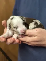 Darcy, a female Aussiedoodle for sale in Eighty Four, PA – Photo 2 of 9