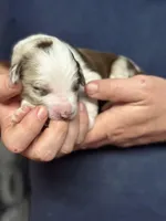 Darcy, a female Aussiedoodle for sale in Eighty Four, PA – Photo 6 of 9