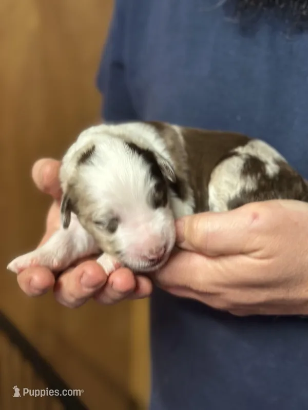 Darcy – Aussiedoodle puppy for sale in Eighty Four, PA