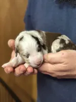 Darcy, a female Aussiedoodle for sale in Eighty Four, PA – Photo 1 of 9