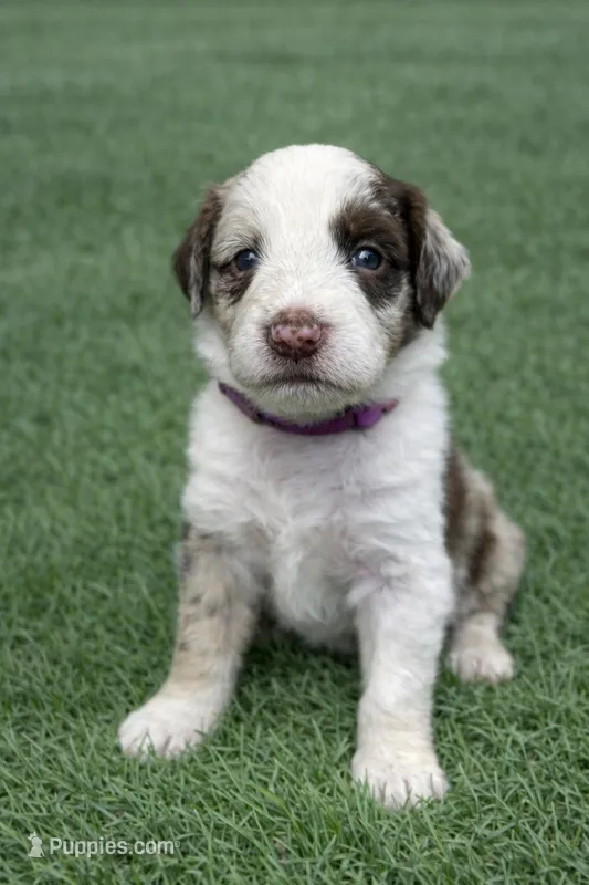 Darcy – Aussiedoodle puppy for sale in Eighty Four, PA