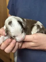 Darcy, a female Aussiedoodle for sale in Eighty Four, PA – Photo 8 of 9