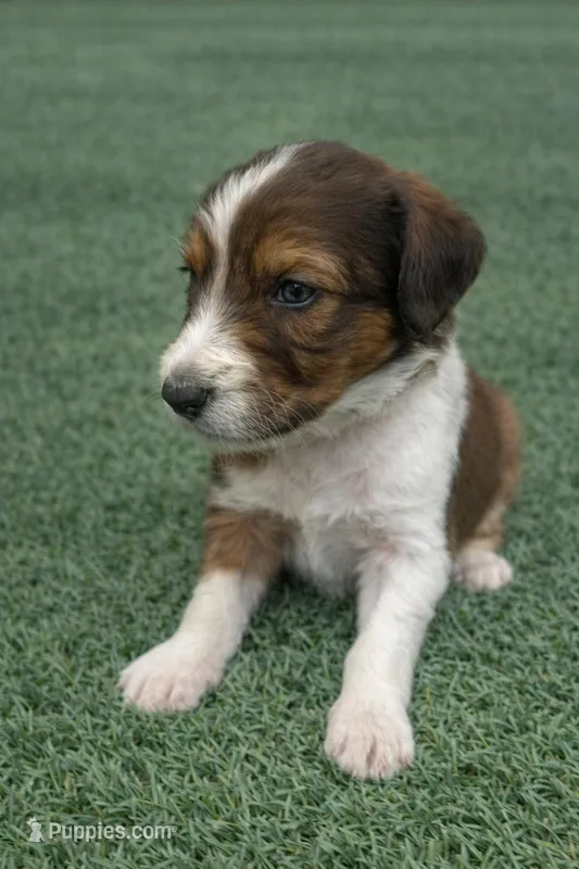Winston – Aussiedoodle puppy for sale in Eighty Four, PA