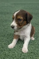 Winston, a male Aussiedoodle for sale in Eighty Four, PA – Photo 1 of 6